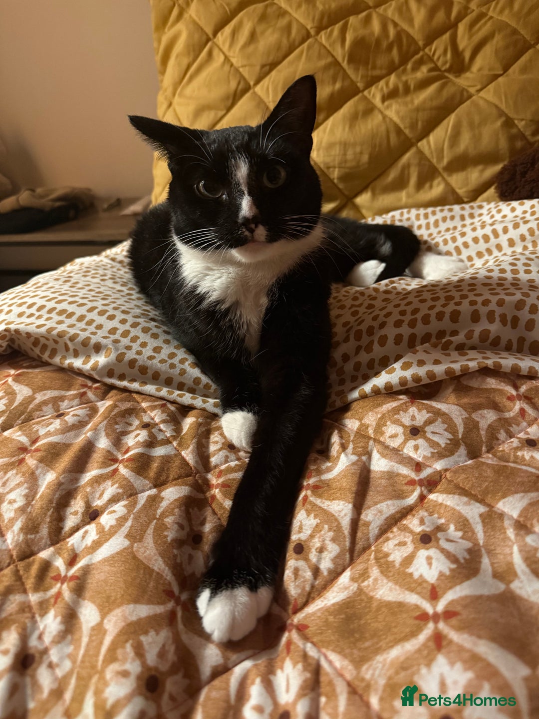 American Shorthair cats for sale: Suki the sweetheart - Image 3