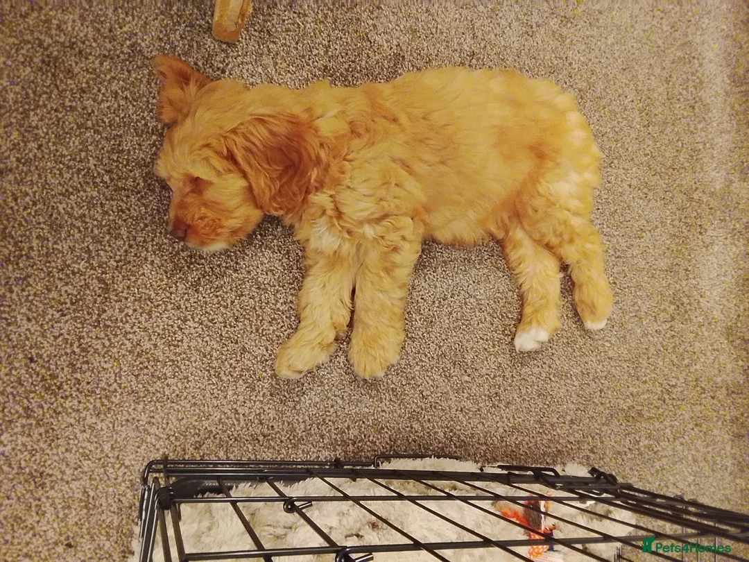 Cockapoo dogs for sale: Lovely male Cockapoo puppy - Advert 2