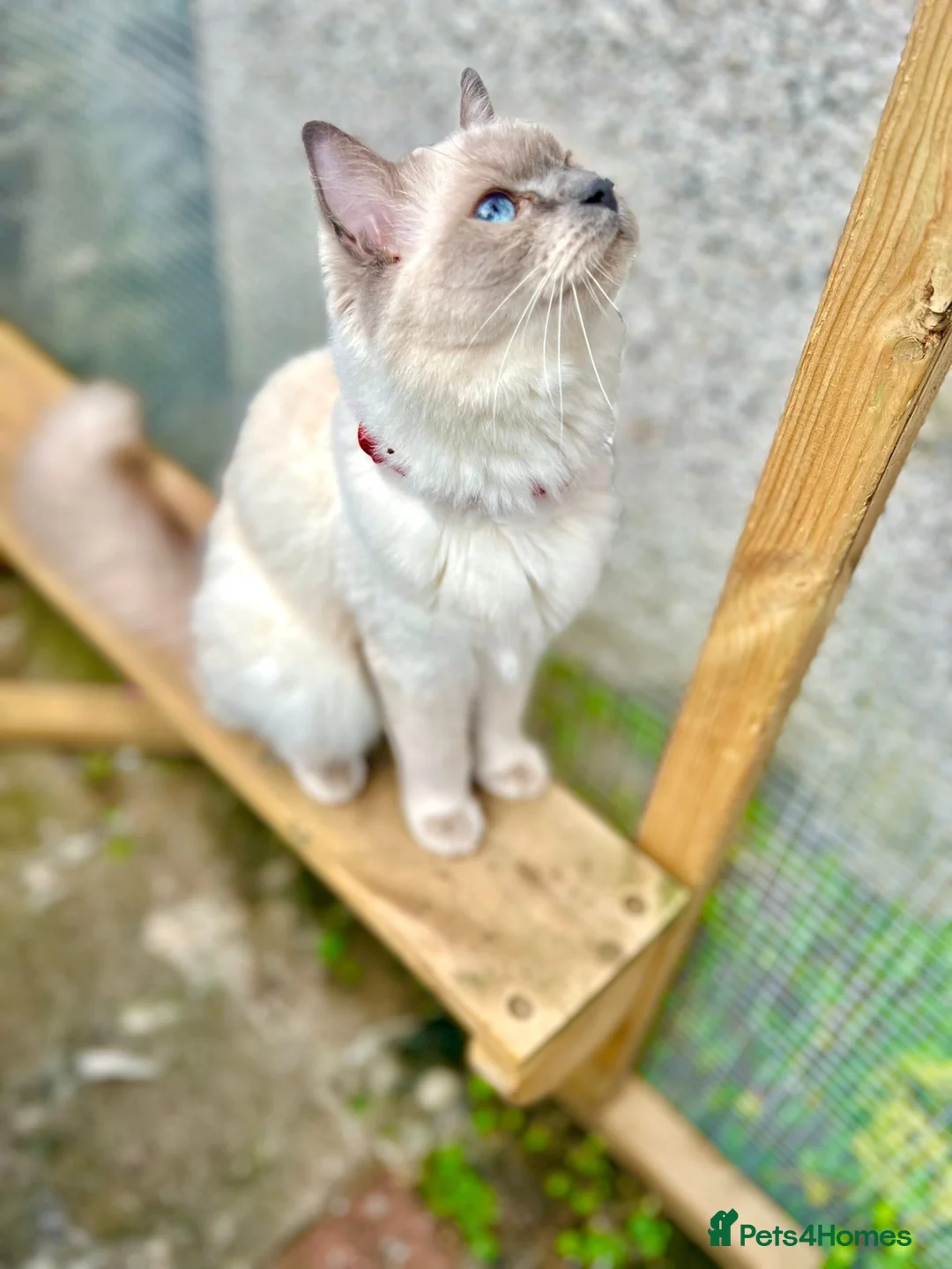 Ragdoll cats for sale: Beautiful boy Ragdoll  in Cardiff - Advert 5