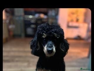 Miniature Poodle dogs Toy poodle stud dog - Advert 1
