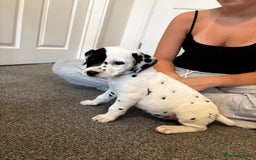 Dalmatian dogs for sale:  Beautiful Dalmatian puppies  - Image 7