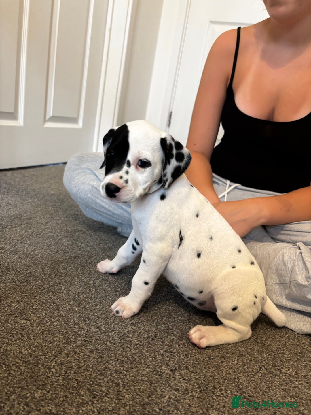 Dalmatian dogs for sale:  Beautiful Dalmatian puppies  - Image 7