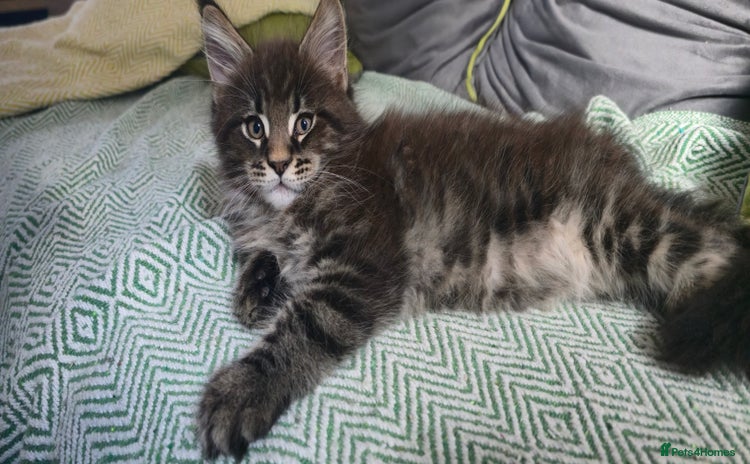 Maine Coon cats - Advert 6