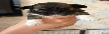 Lhasa Apso 4