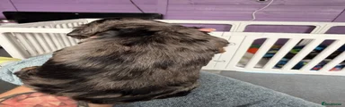 Silver dapple long haired 