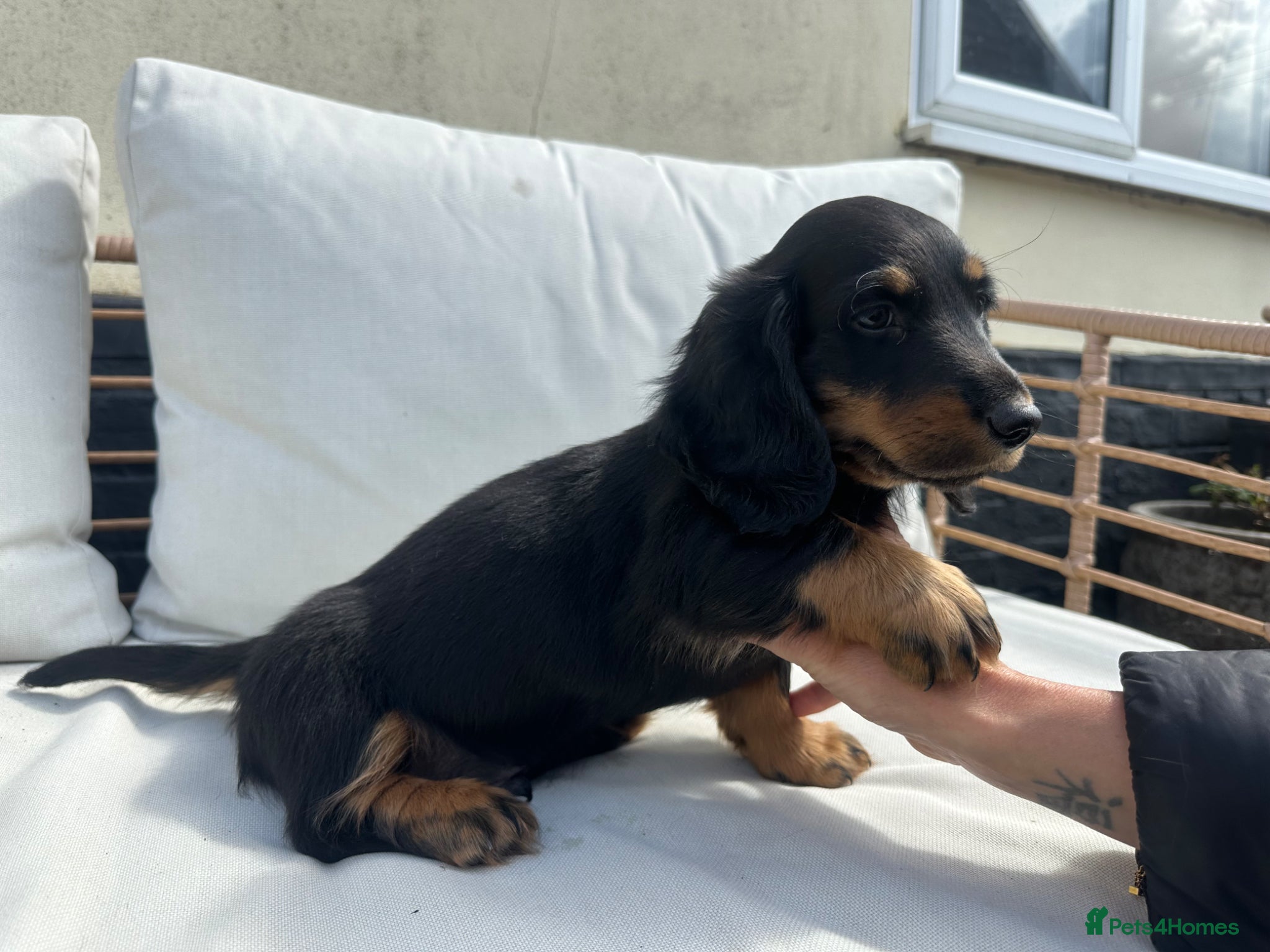 Dachshund dogs Long Haired Dachshund Puppies – Ready Soon 🐾 - Advert 7