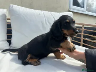 Dachshund dogs Long Haired Dachshund Puppies – Ready Soon 🐾 - Advert 7