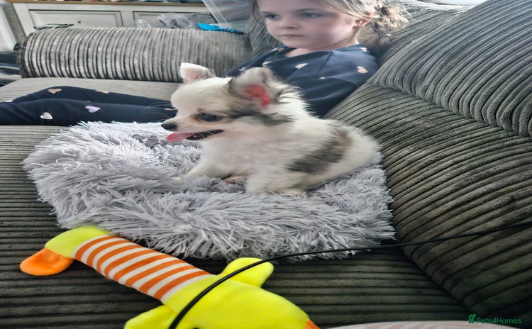 Pomchi dogs 2yr old Pomchi for Stud - Advert 3