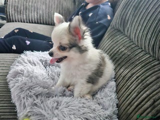 Pomchi dogs for stud: 2yr old Pomchi for Stud - Advert 1