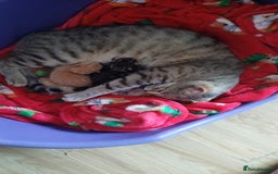 Bengal cats for sale: Bengal cross kitten  - Image 8