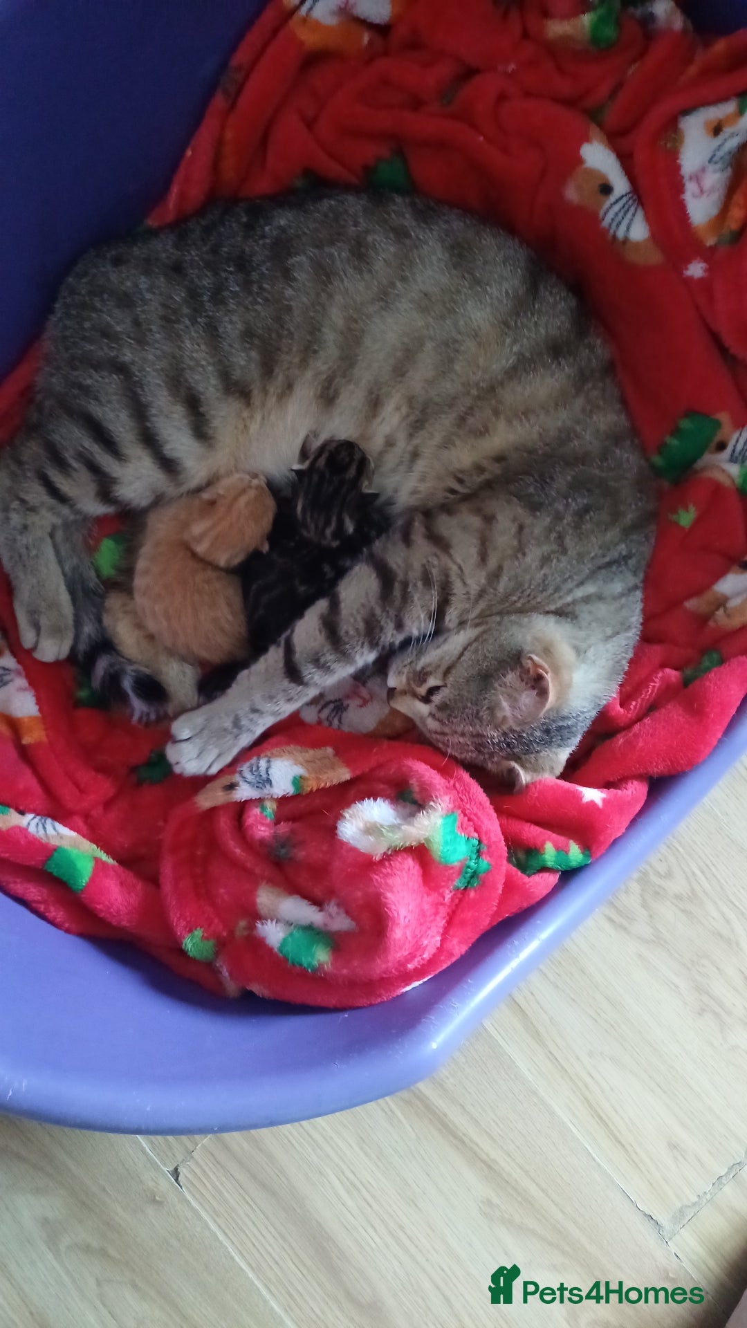 Bengal cats for sale: Bengal cross kitten  - Image 8