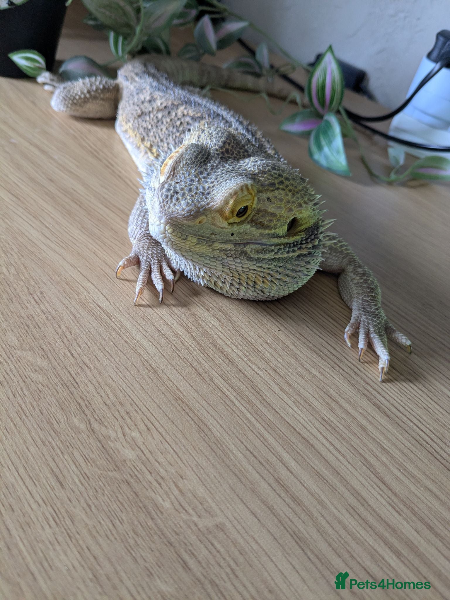 Bearded Dragon reptiles Looking for good homes. - Advert 4