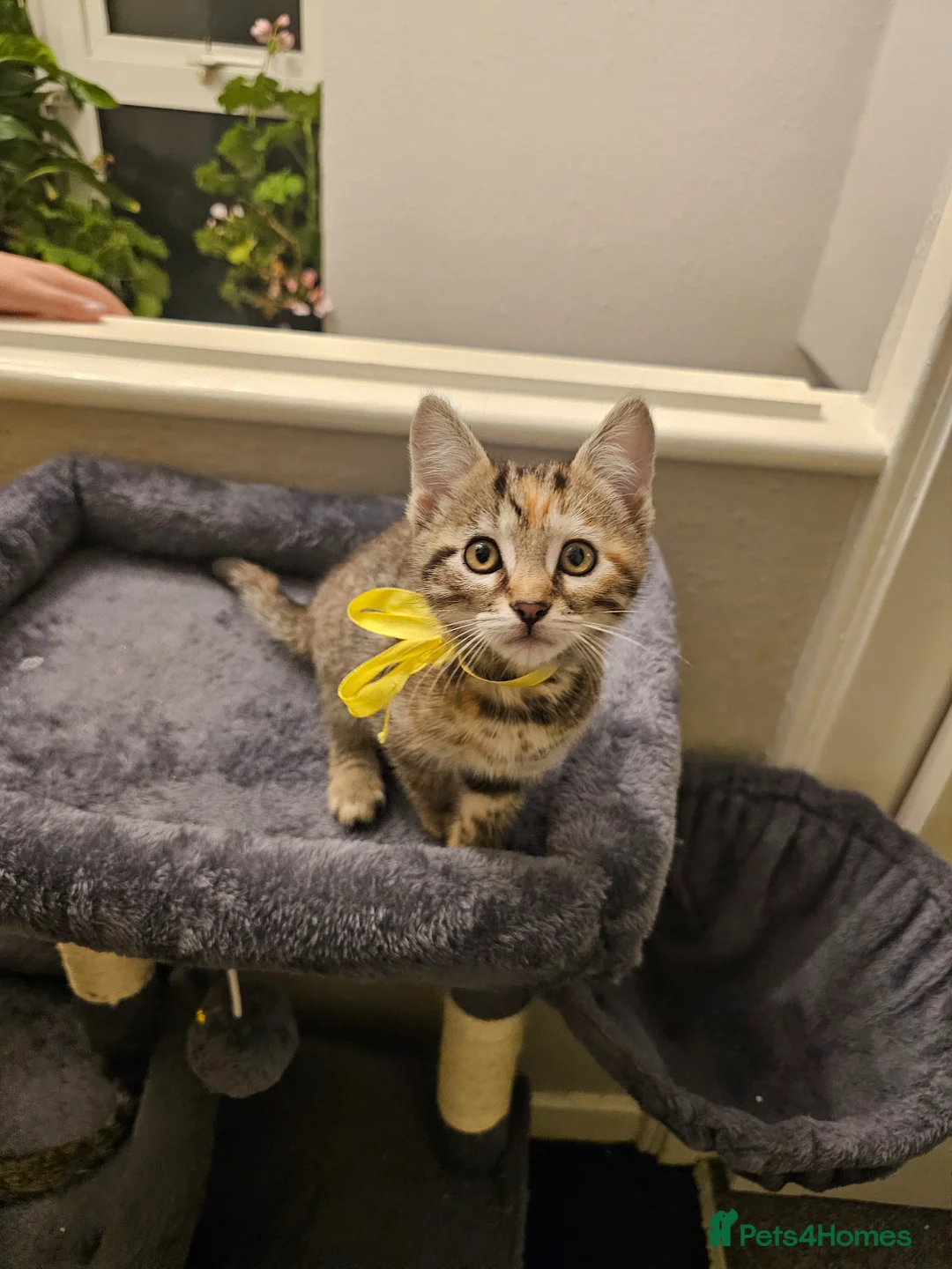 Bengal cats for sale: Bengal kittens for sale  - Advert 24