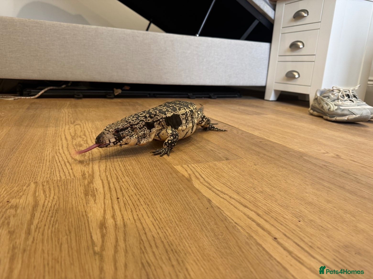 Lizard reptiles Female tegu  - Advert 1