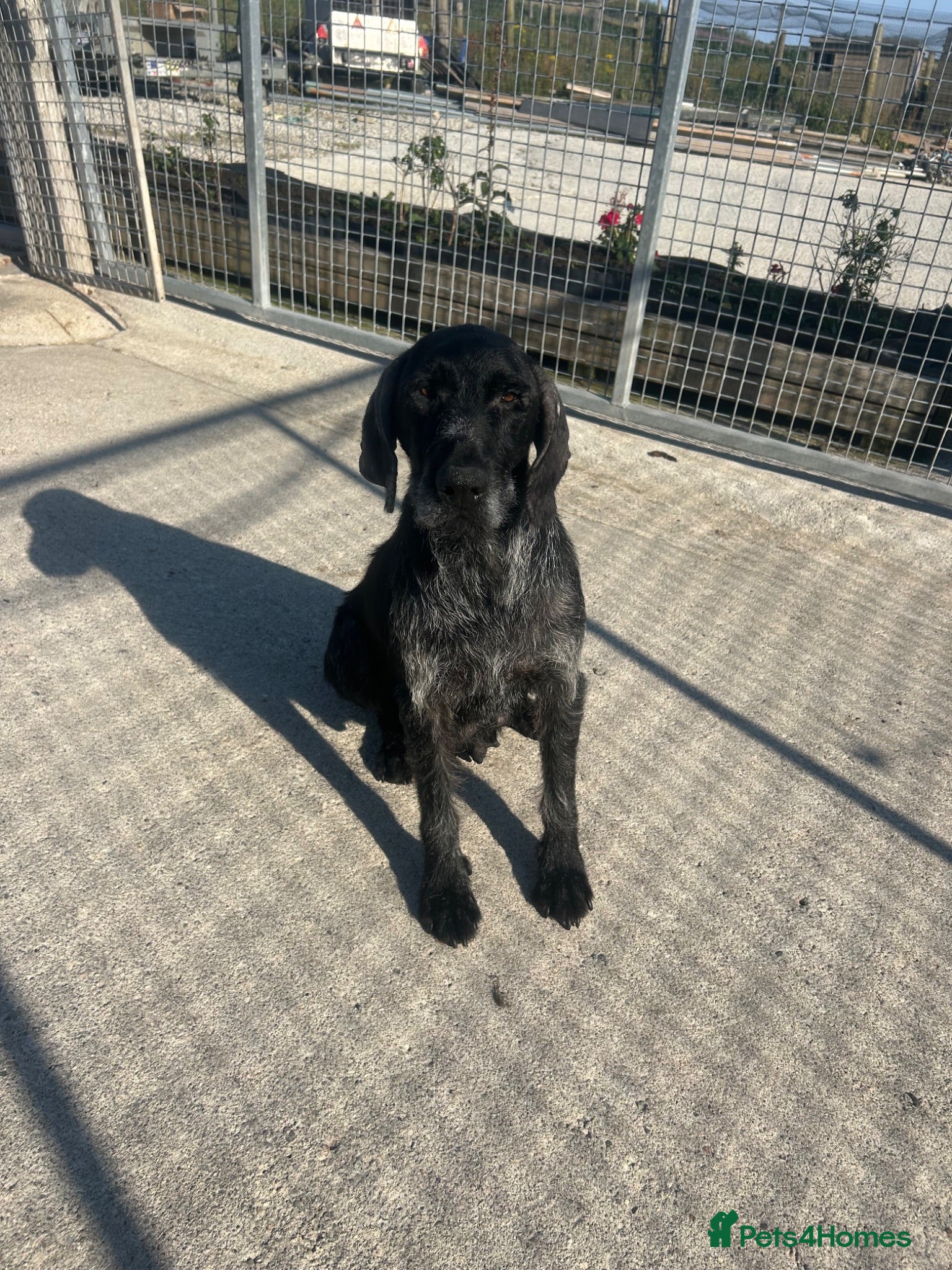 German Wirehaired Pointer dogs German wired haired pointer pups for sale  - Advert 2