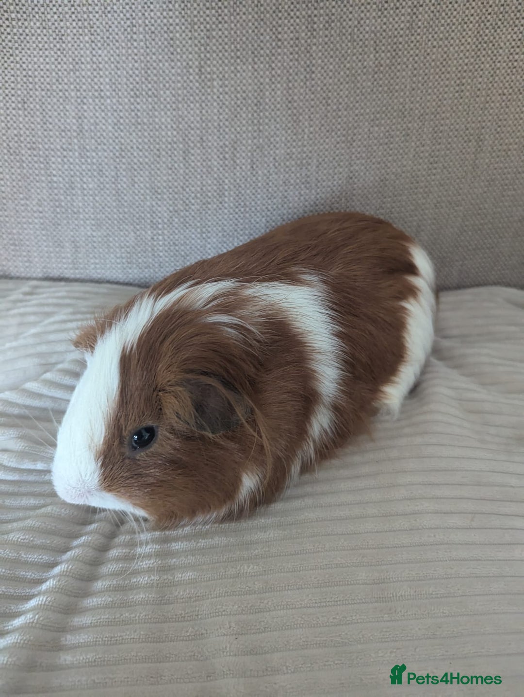 Guinea Pig rodents for sale: 2 Male Guinea Pigs - Image 11