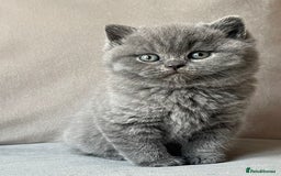 British Shorthair cats for sale:  British Blue kittens - Image 4