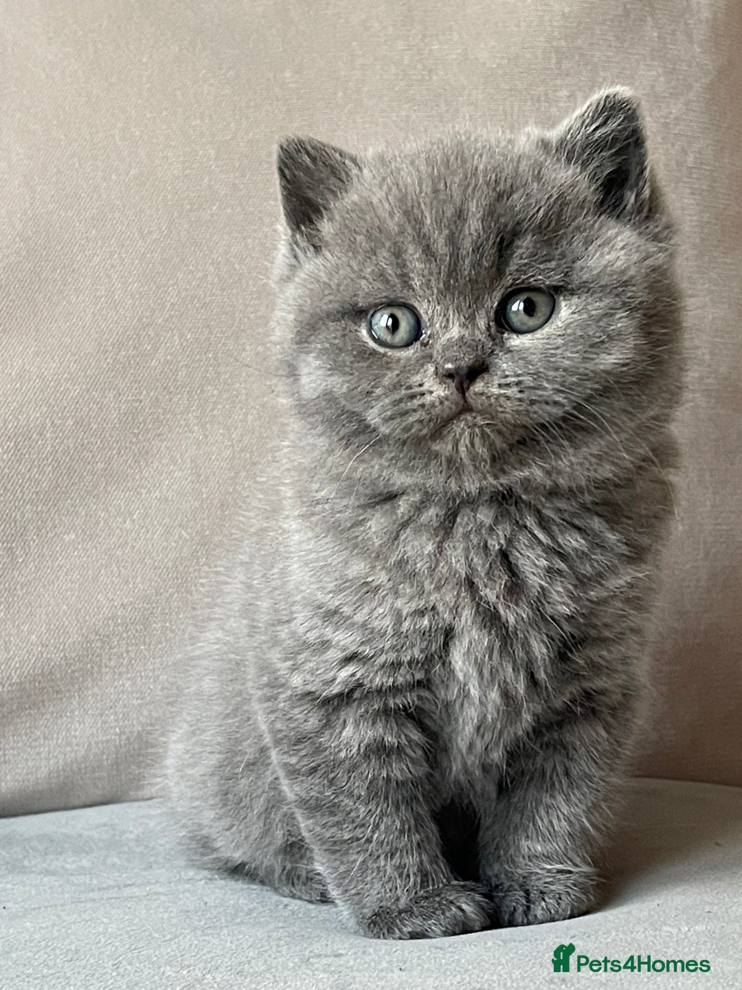 British Shorthair cats for sale:  British Blue kittens - Image 4