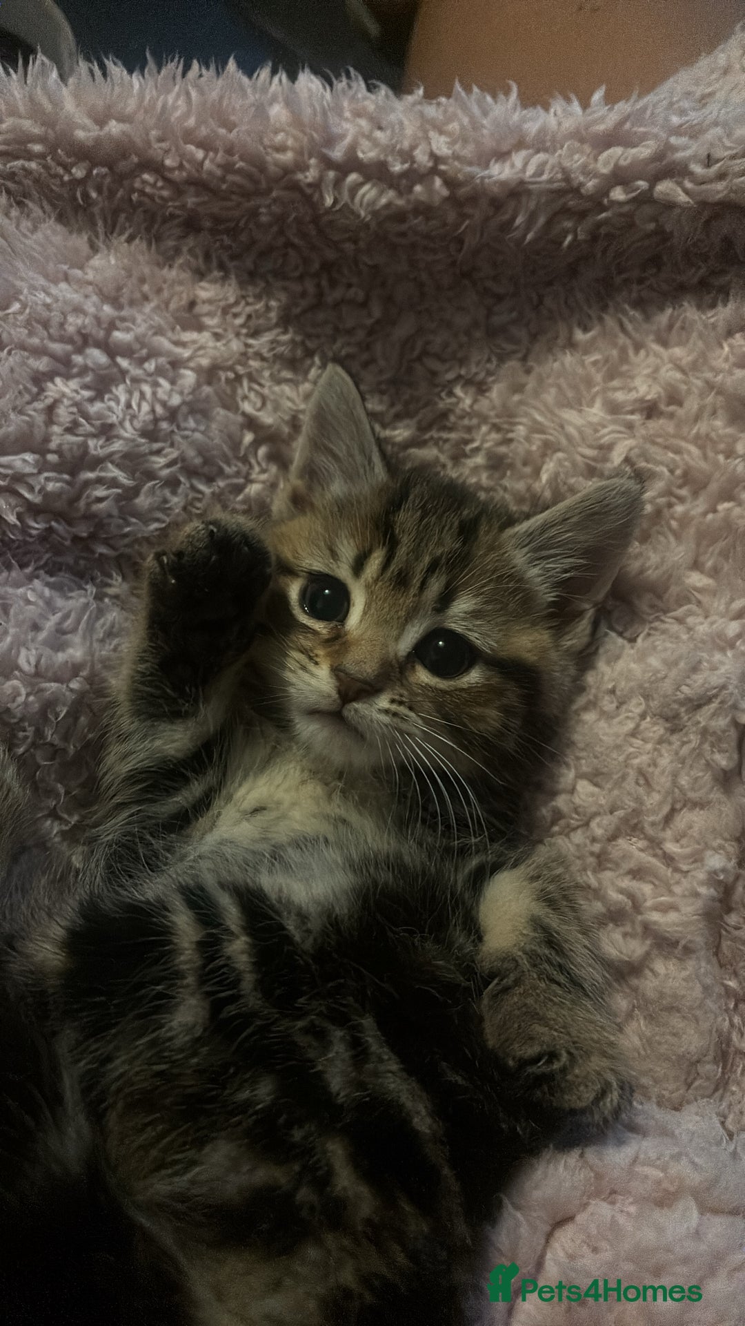 Mixed Breed cats for sale: paige - Advert 3