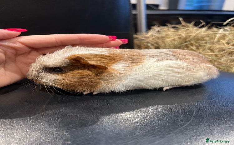 Guinea Pig rodents - Advert 3
