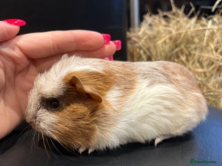 Guinea Pig rodents - Advert 7