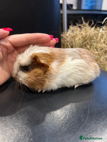 Guinea Pig rodents - Advert 3