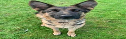 German Shepherd dogs for sale: Four year old German Shepherd male  - Advert 3