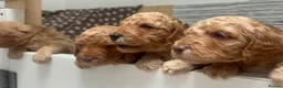 Cockapoo dogs for sale: X6 Cockapoo Puppies in Swindon - Advert 8