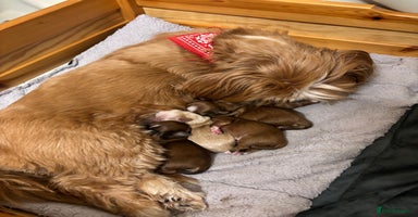 Lhasa Apso dogs - Advert 2