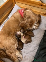 Lhasa Apso dogs - Advert 2