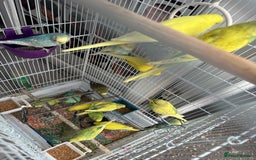 Budgerigars birds for sale: Mixed 4 to 9 month old Budgies,1 year old canaries - Image 7