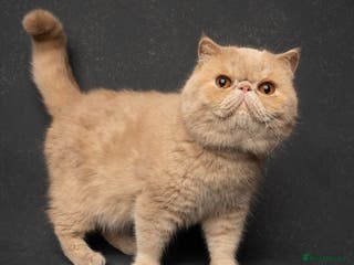 Persian cats FIFE champion 🏆 for stud in Tadworth - Advert 3