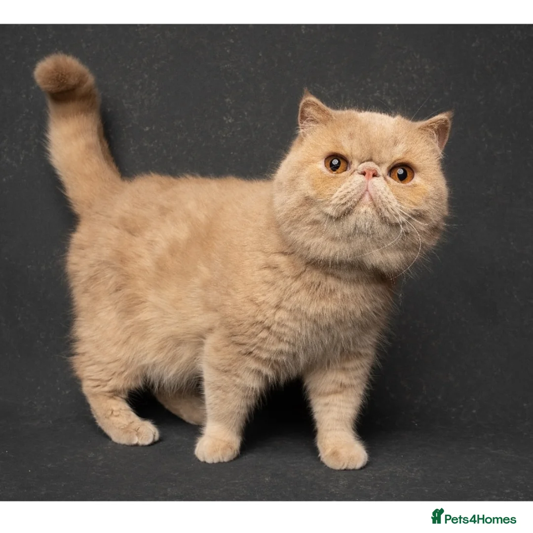 Persian cats for stud: FIFE champion 🏆 for stud  in Tadworth - Advert 1