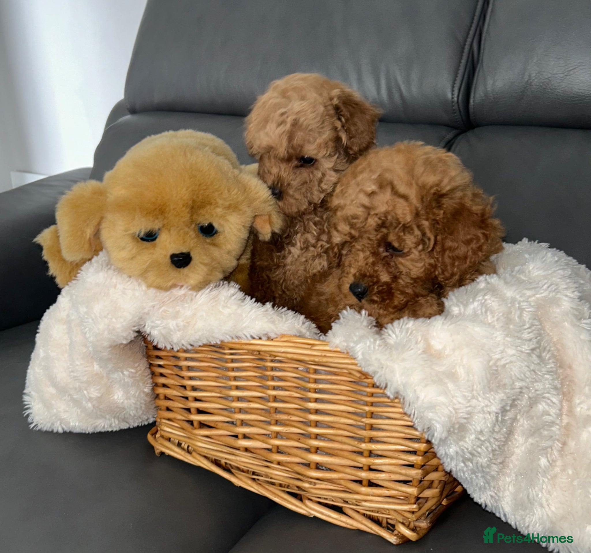 Maltipoo dogs Tiny Toy Maltipoo puppies - Advert 1