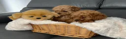 Maltipoo dogs for sale: Tiny Toy Maltipoo puppies - Advert 8