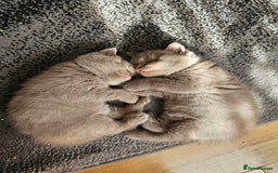 British Shorthair cats for sale: British Shorthair - Ready for Their Forever Homes! - Image 1