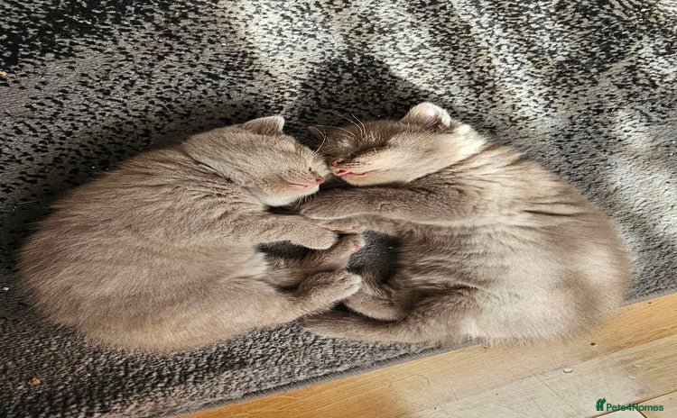 British Shorthair cats - Advert 13