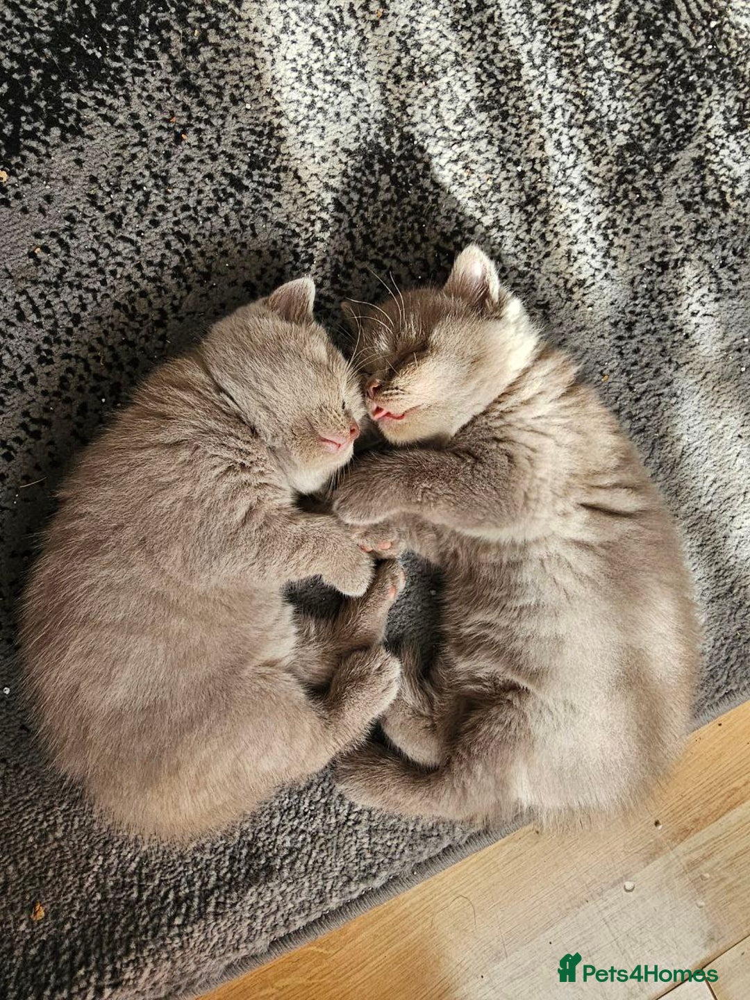 British Shorthair cats for sale: British Shorthair - Ready for Their Forever Homes! - Image 1