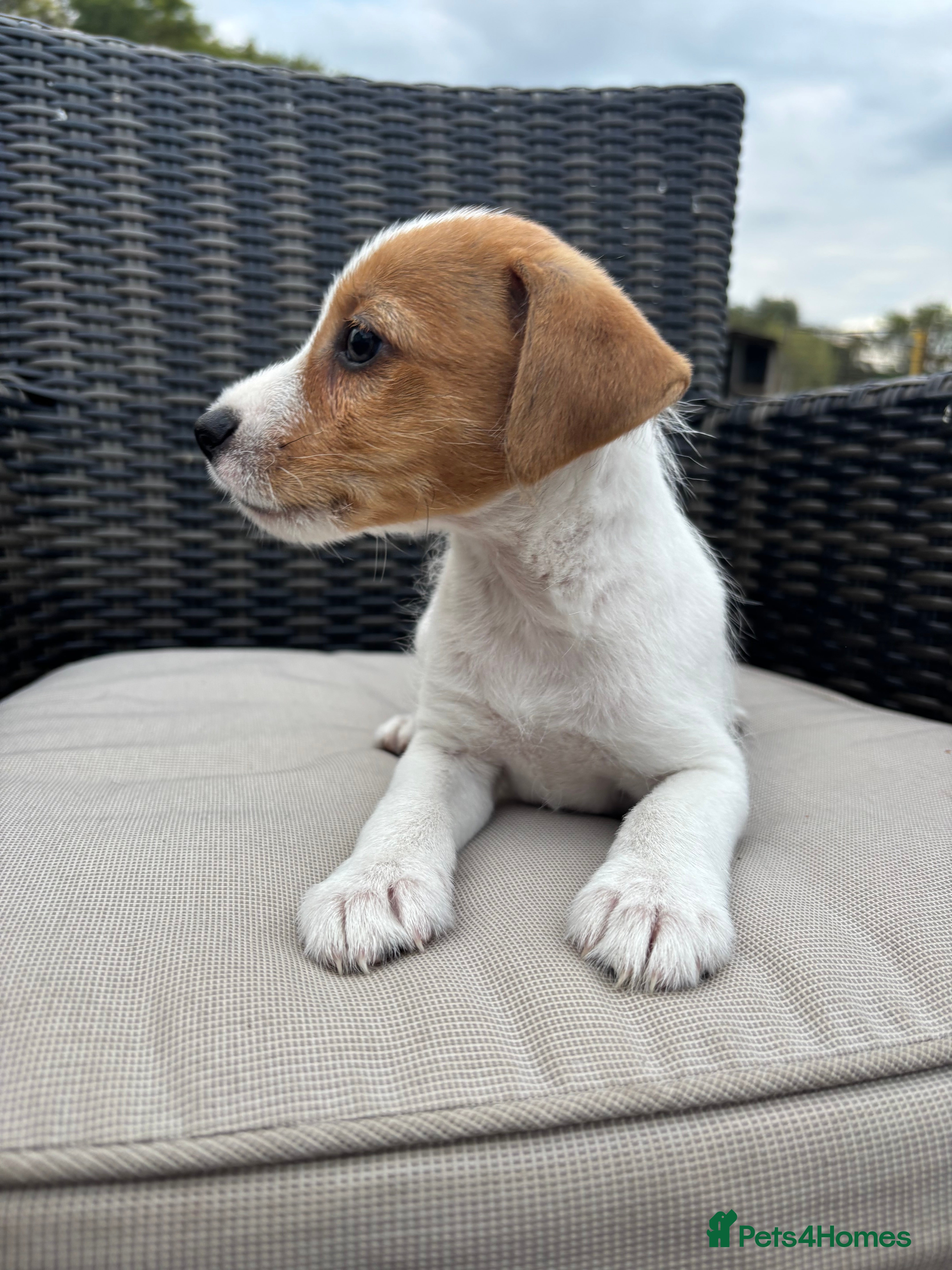 Jack Russell dogs Jack Russell puppies - Advert 2