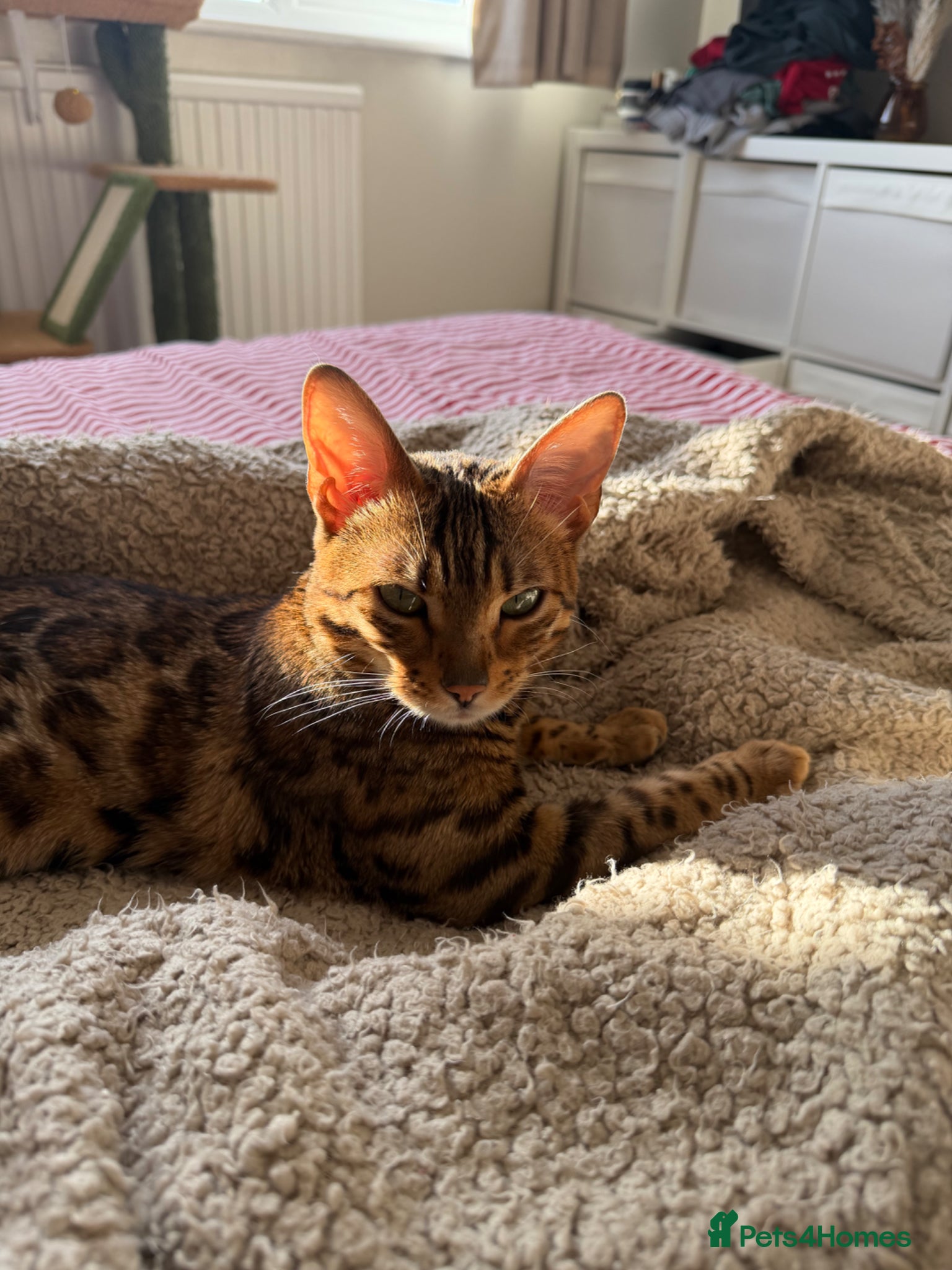 Bengal cats Dottie 1 year old female bengal - Advert 1