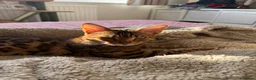 Bengal cats for sale: Dottie 1 year old female bengal in Sheffield - Advert 1