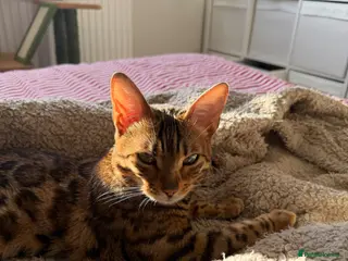 Bengal cats Dottie 1 year old female bengal - Advert 1