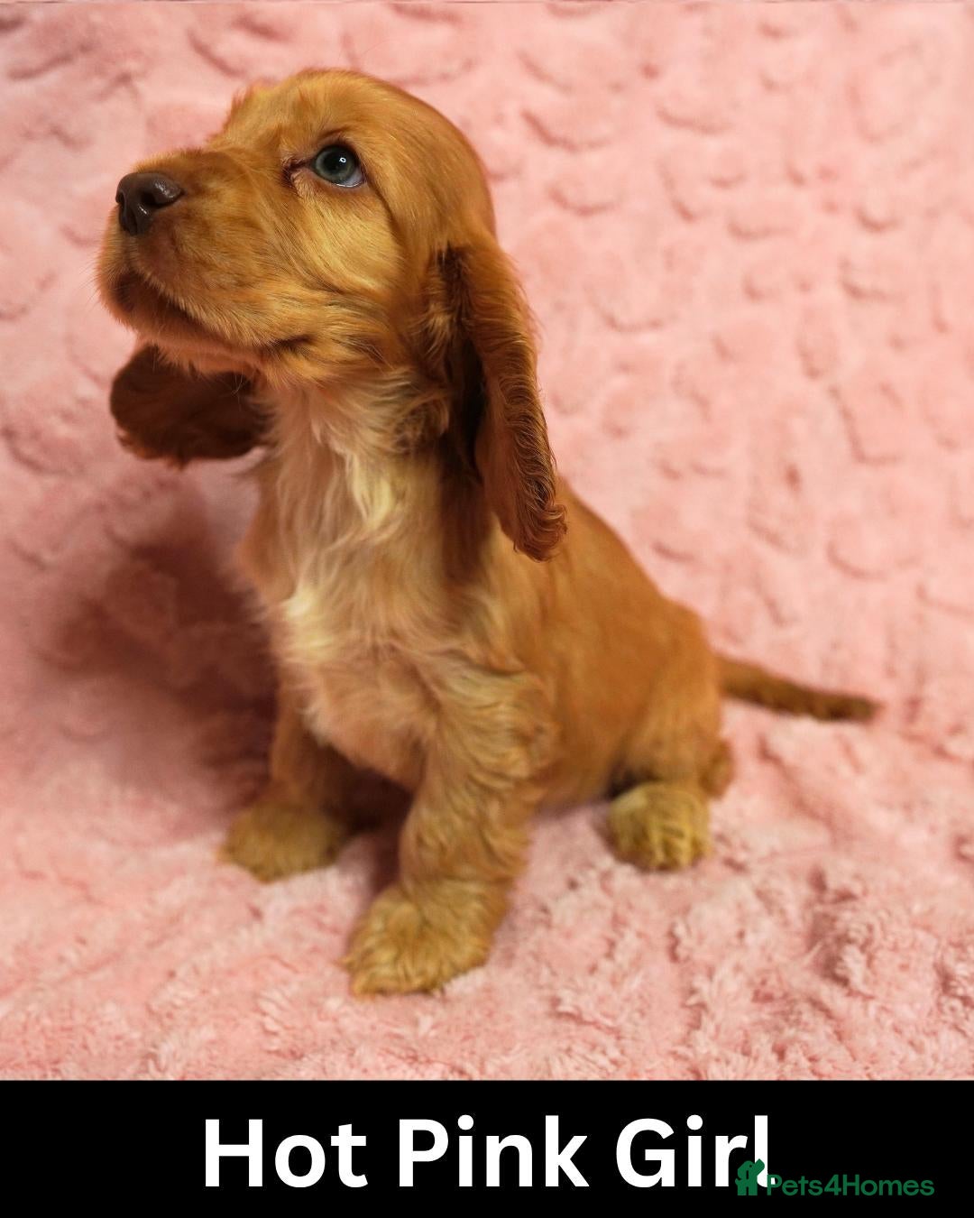 Cocker Spaniel dogs Quality, Show Type, Cocker Spaniel Puppies - Advert 2