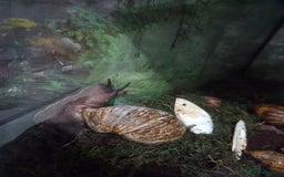 Snails invertebrates for sale: 14 African giant land snails  - Image 5