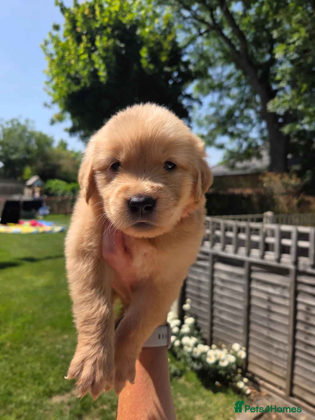 Golden Retriever dogs for sale: KC Fully health tested ONE BOY LEFT 🐾 - Advert 30