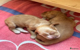 Sprocker dogs for sale: Beautiful, Loveable Spaniels For Sale - Image 12