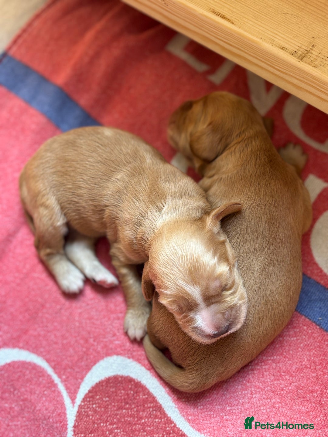 Sprocker dogs for sale: Beautiful, Loveable Spaniels For Sale - Image 12