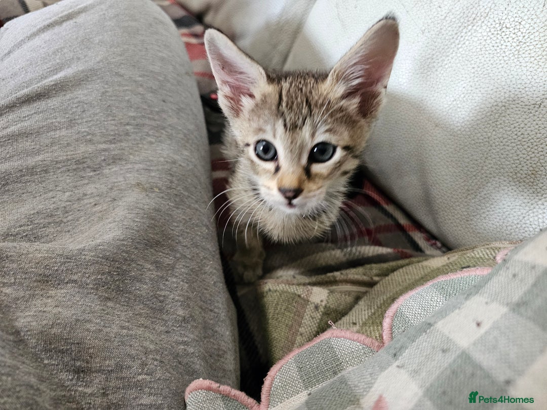 Savannah cats for sale: F4 Savannah Kittens 3x Brown Spotted 2x Melanistic - Image 5