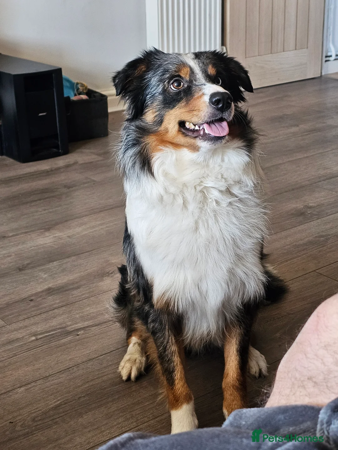 Border Collie dogs for stud: Blue Merle Border Collie for Stud - Advert 7