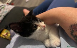 Mixed Breed cats for sale: Kitten for sale - Image 15
